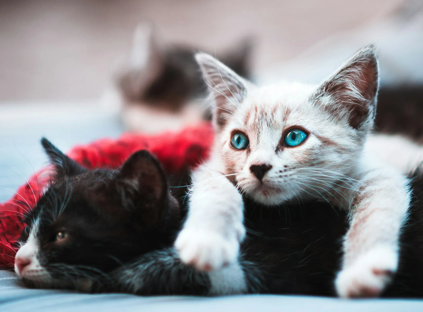 Seguro para Mascotas, seguro para gatos