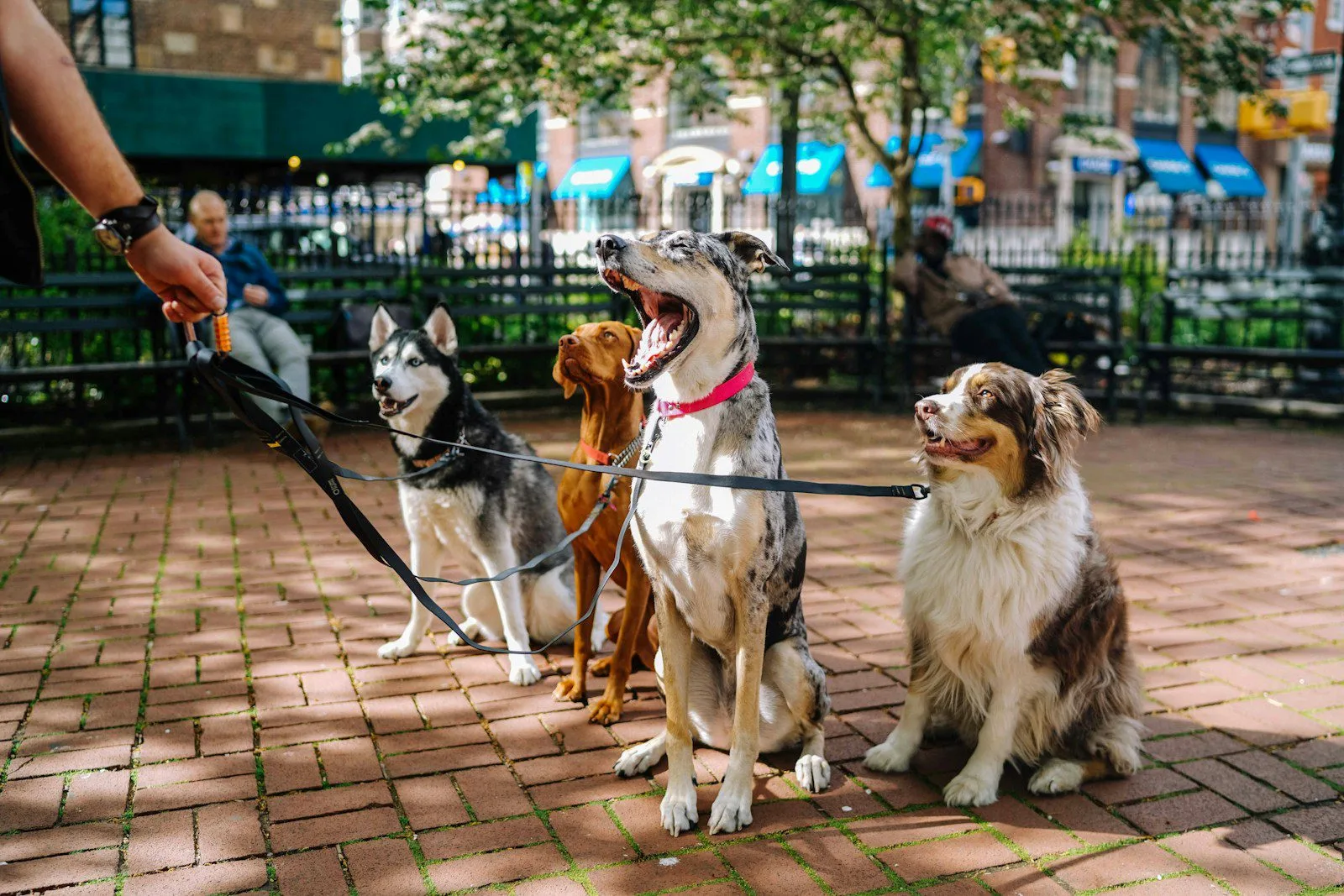 seguro para perros, seguro para mascotas