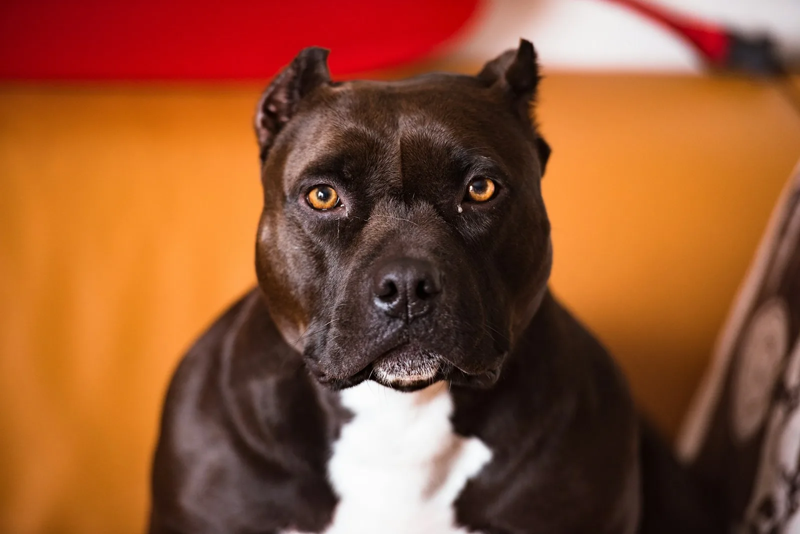 Seguro para Perros Peligrosos
