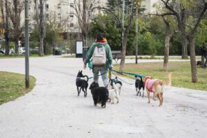 Seguro para paseadores de perros